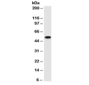 TP53 / p53 Antibody (clone PAb 122, Azide-free, BSA-free)