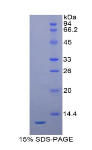 Human Proteoglycan 4 / Lubricin Protein (Recombinant 6His, N-terminus)