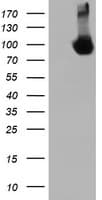 DGKA Antibody (clone OTI3G7, Carrier-free)