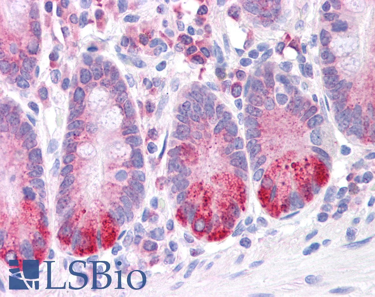 LRRC59 Antibody (N-Terminus)