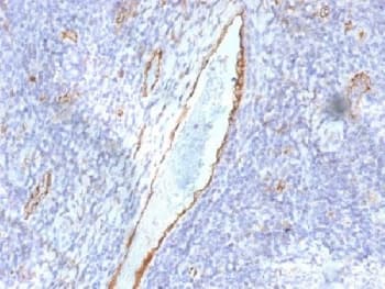 Monoclonal Mouse anti-Human VWF / Von Willebrand Factor Antibody (clone F8/86, Azide-free,BSA-free, IHC, IF)