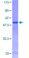 Human PSMD8 / RPN12 Protein (Recombinant GST)
