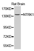 NTRK1 / TrkA Antibody