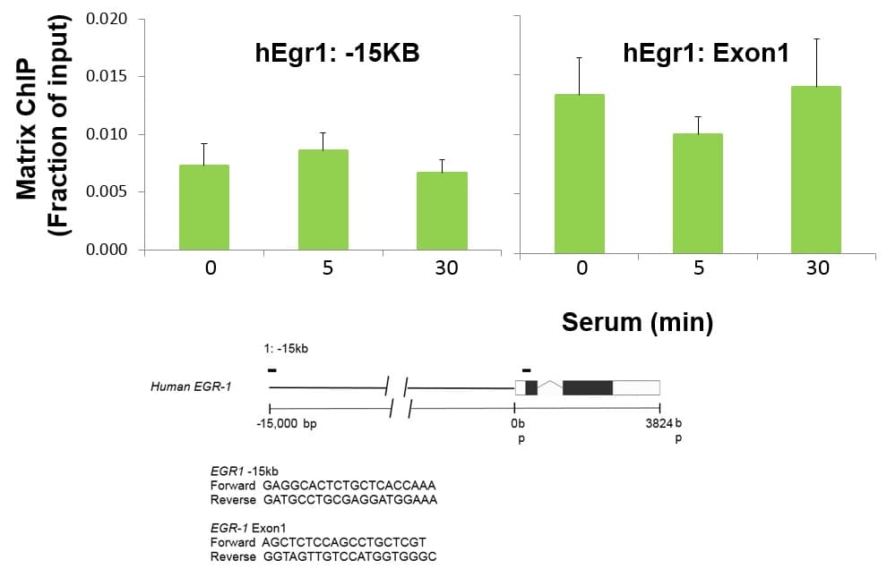 Monoclonal Mouse anti-Human NFKB1 / NF-Kappa-B Antibody (clone 5D10D11, IHC, IF, WB)
