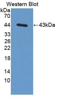 ERI1 / HEXO Antibody
