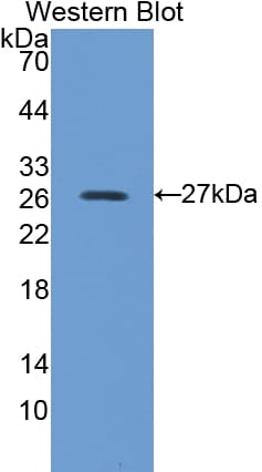 PRDX6 / Peroxiredoxin 6 Antibody (aa1-224)