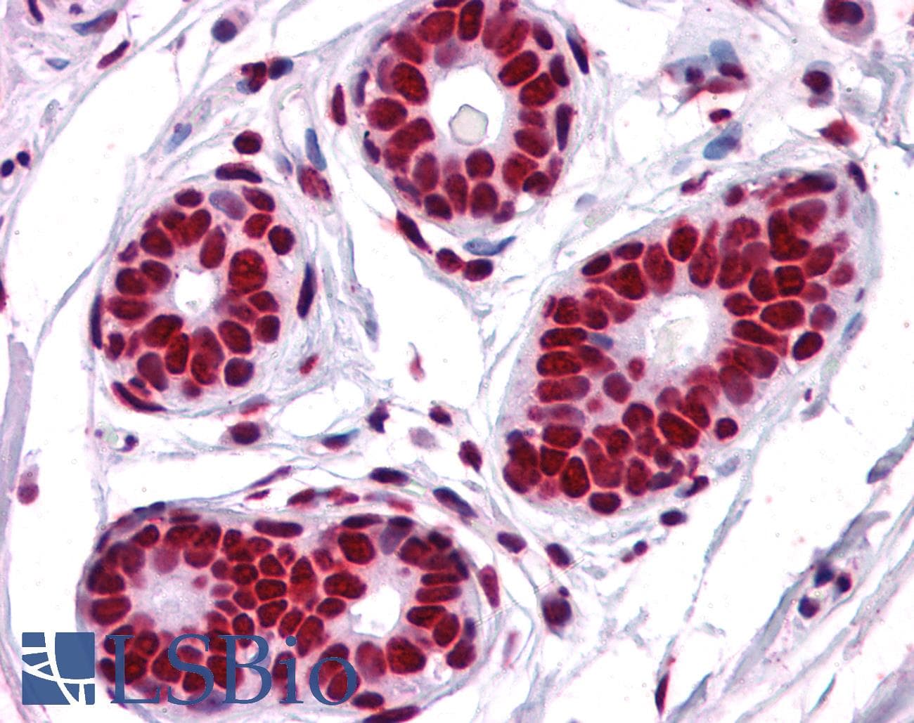 IHC-plus™ Polyclonal Goat anti-Human TRIM28 / KAP1 Antibody (aa823-835, IHC, IF)