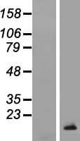 TCL1B Protein (Over-Expression Lysate Myc-DDK (Flag))