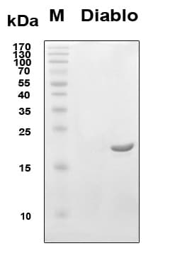 Mouse DIABLO / SMAC Protein (Recombinant 6His, N-terminus)