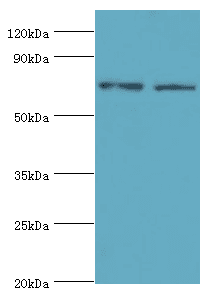 Polyclonal Rabbit anti-Human ANXA6/Annexin A6/Annexin VI Antibody (aa1-250, WB)