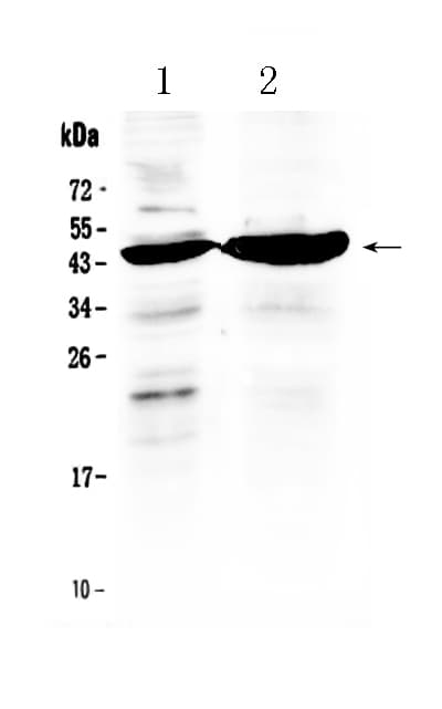 Polyclonal Rabbit anti-Human TFPI / LACI Antibody (WB)