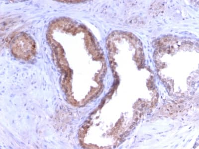 Recombinant Monoclonal Rabbit anti-Human KLK3 / PSA Antibody (clone KLK3/2871R, Azide-free,Carrier-free, IHC)