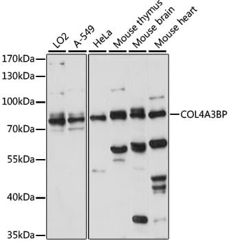 COL4A3BP / CERT Antibody