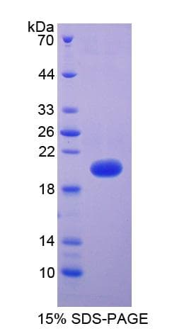 Dog VEGFA / VEGF Protein (Recombinant His, N-Terminal)