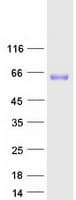 Human P2RX4 / P2X4 Protein (Recombinant Myc-DDK (Flag))