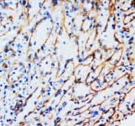 Vimentin Antibody (clone VMT-24, Sepharose)