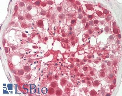 IHC-plus™ RNF121 Antibody