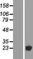 DUSP19 / SKRP1 Protein (Over-Expression Lysate Myc-DDK (Flag))