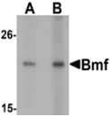 Polyclonal Rabbit anti-Human BMF Antibody (IF, WB)