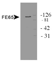 APBB1 / FE65 Antibody