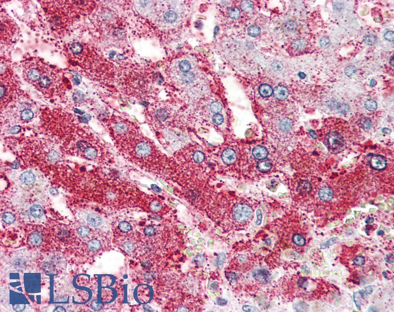IHC-plus™ Polyclonal Rabbit anti-Human GLP2R Antibody (Internal, IHC)