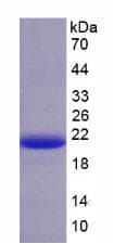 Pig AMH / Anti-Mullerian Hormone Protein (Recombinant His, N-Terminal)
