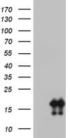 CD99 Antibody (clone OTI4G5, Carrier-free)