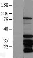 MSX2 / MSH Protein (Over-Expression Lysate Myc-DDK (Flag))