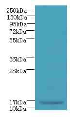 C7orf34 Antibody