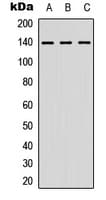 NFATC4 / NFAT3 Antibody (C-Terminus)