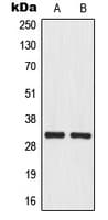 MRPL46 Antibody (Internal)