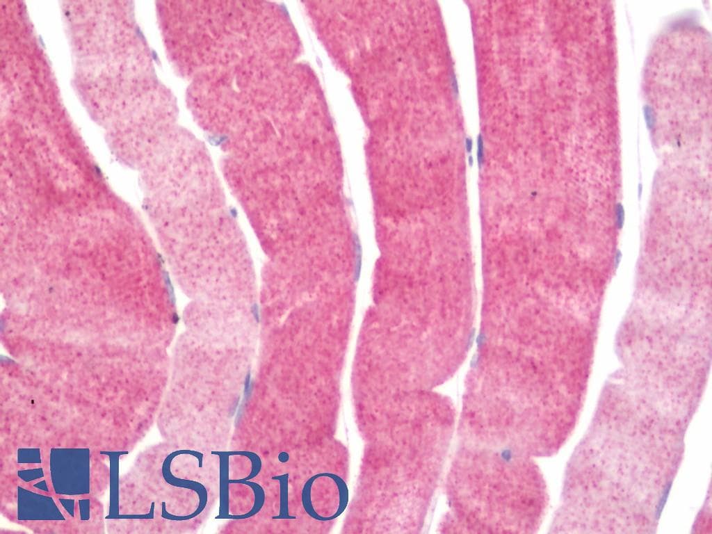 IHC-plus™ PDCL3 Antibody