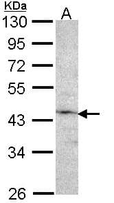 Polyclonal Rabbit anti-Human F9 / Factor IX Antibody (aa217-453, IHC, WB)