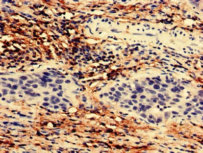 TEX43 / C5orf48 Antibody