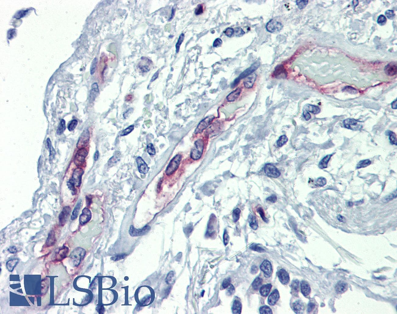 EHD4 Antibody (aa396-445)