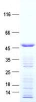Human C12orf42 Protein (Recombinant His, N-Terminal)