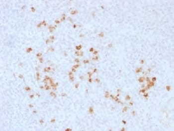 IgG Heavy Chain Antibody (Azide-free, BSA-free)