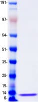 Human CXCL5 Protein (Recombinant Myc-DDK (Flag))