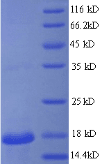 Mouse REG3G Protein (Recombinant His)