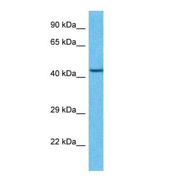 IRX2 Antibody (aa187-236)