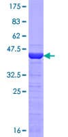 Human VCP Protein (Recombinant GST, N-terminus)
