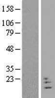 NRN1L Protein (Over-Expression Lysate Myc-DDK (Flag))