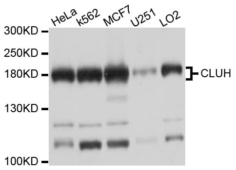CLU1 / KIAA0664 Antibody