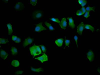 ELP4 Antibody