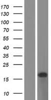 Human C11orf97 Protein (Over-Expression Lysate Myc-DDK (Flag))