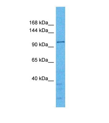 WDR59 Antibody (aa605-654)