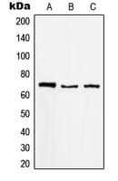 Polyclonal Rabbit anti-Human RACGAP1 / MGCRACGAP Antibody (N-Terminus, IHC, IF, WB)