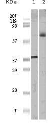 Monoclonal Mouse anti-Human ELK1 Antibody (clone 7E10D5, 7E10E8, WB)