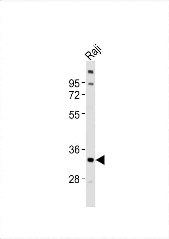 Polyclonal Rabbit anti-Human TNFRSF14 / CD270 / HVEM Antibody (aa269-302, WB)