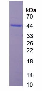 Human RPS6KA5 / MSK1 Protein (Recombinant His, N-Terminal)
